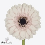 Gerbera NA Micro mix*20