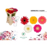 Gerbera NA Micro mix*20