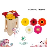 Gerbera NA Micro mix*20