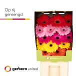 Gerbera GR MIX*15