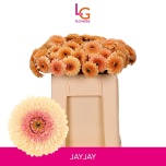Gerbera MB Jayjay*20