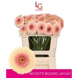 Gerbera MB Jayjay*20