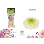 Gerbera MB Kermit*20