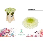 Gerbera mini gerponi Kermit*20