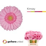 Gerbera MINI Kimsey*20