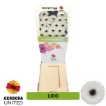 Gerbera MINI Diamond Lido*25
