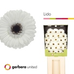 Gerbera MINI Diamond Lido*25