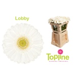 Gerbera MINI Lobby*20