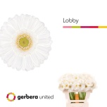Gerbera mini Lobby*20