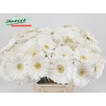 Gerbera MINI Lobby*20