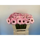 Gerbera MINI Lollipop*20