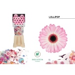 Gerbera MINI Diamond Lollipop*20