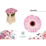Gerbera MINI Lollipop*20