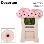 Gerbera MINI Macaron*20