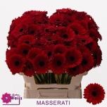 Gerbera MINI Masserati*20