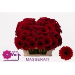 Gerbera mini Masserati*20