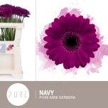Gerbera MINI Navy*20