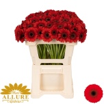 Gerbera MINI Nirvana*20