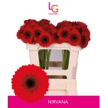 Gerbera MINI Nirvana*20