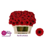 Gerbera MINI Nirvana*20