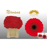 Gerbera MINI Nirvana*20