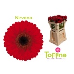 Gerbera MINI Nirvana*20