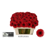 Gerbera MINI Nirvana*20