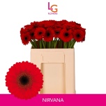 Gerbera MINI Nirvana*20