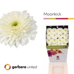 Gerbera GB Diamond Moon Kick*15