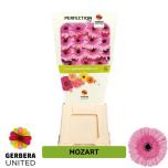 Gerbera GR Mozart*15