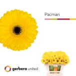 Gerbera MINI Pacman*20
