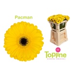 Gerbera MINI Pacman*20