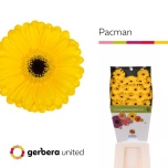 Gerbera MINI Diamond Pacman*20