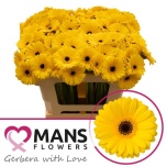 Gerbera mini Pires*20