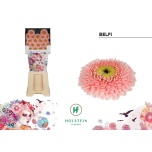 Gerbera MB Belfi*20
