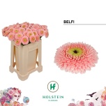 Gerbera MB Belfi*20