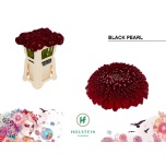 Gerbera MB Blackpearl*20
