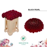 Gerbera MB Blackpearl*20