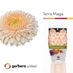 Gerbera MB Terra Maga Diamond*20