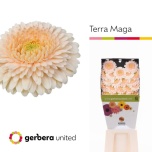 Gerbera MB Terra Maga*20