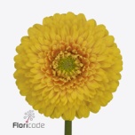 Gerbera MB Sunlight*20