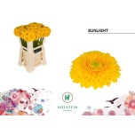 Gerbera MINI Pompon Sunlight*20