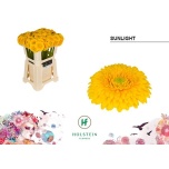 Gerbera MB Sunlight*20