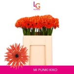 Gerbera MS Punki Kiko*20