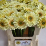 Gerbera mini Romily*20