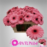 Gerbera mini Smart*20