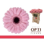 Gerbera MINI Smart*20