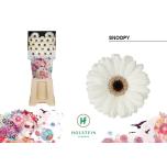 Gerbera MINI Snoopy*30