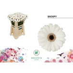 Gerbera MINI Snoopy*20