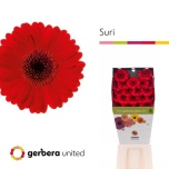 Gerbera MINI Suri Diamond*20